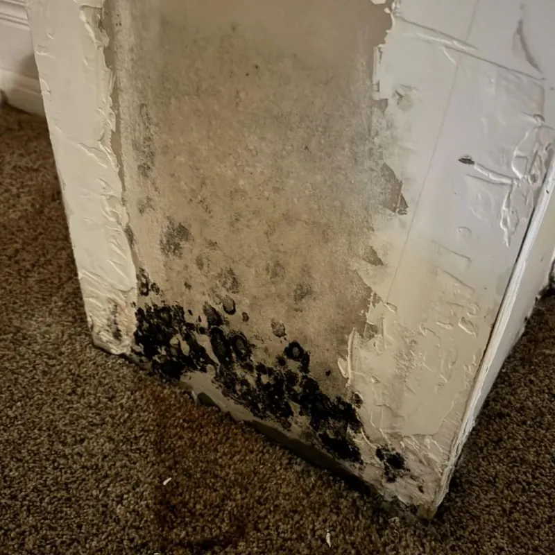 Professional Mold Removal in Lyon County, IA